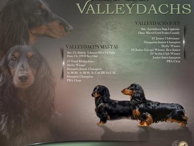 Valleydachs Joey és Valleydachs Mai-Tai alma