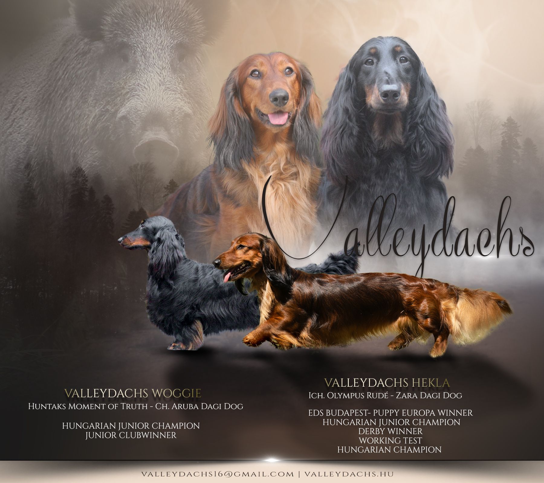 Valleydachs Woggie - Ch. Valleydachs Hekla poszter