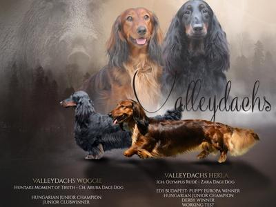 Valleydachs Woggie és Ch. Valleydachs Hekla alma