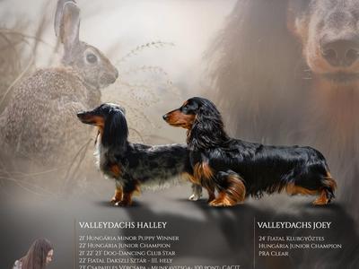 Valleydachs Joey és Valleydachs Halley alma