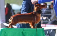 Gallery image 6 about Valleydachs Íris