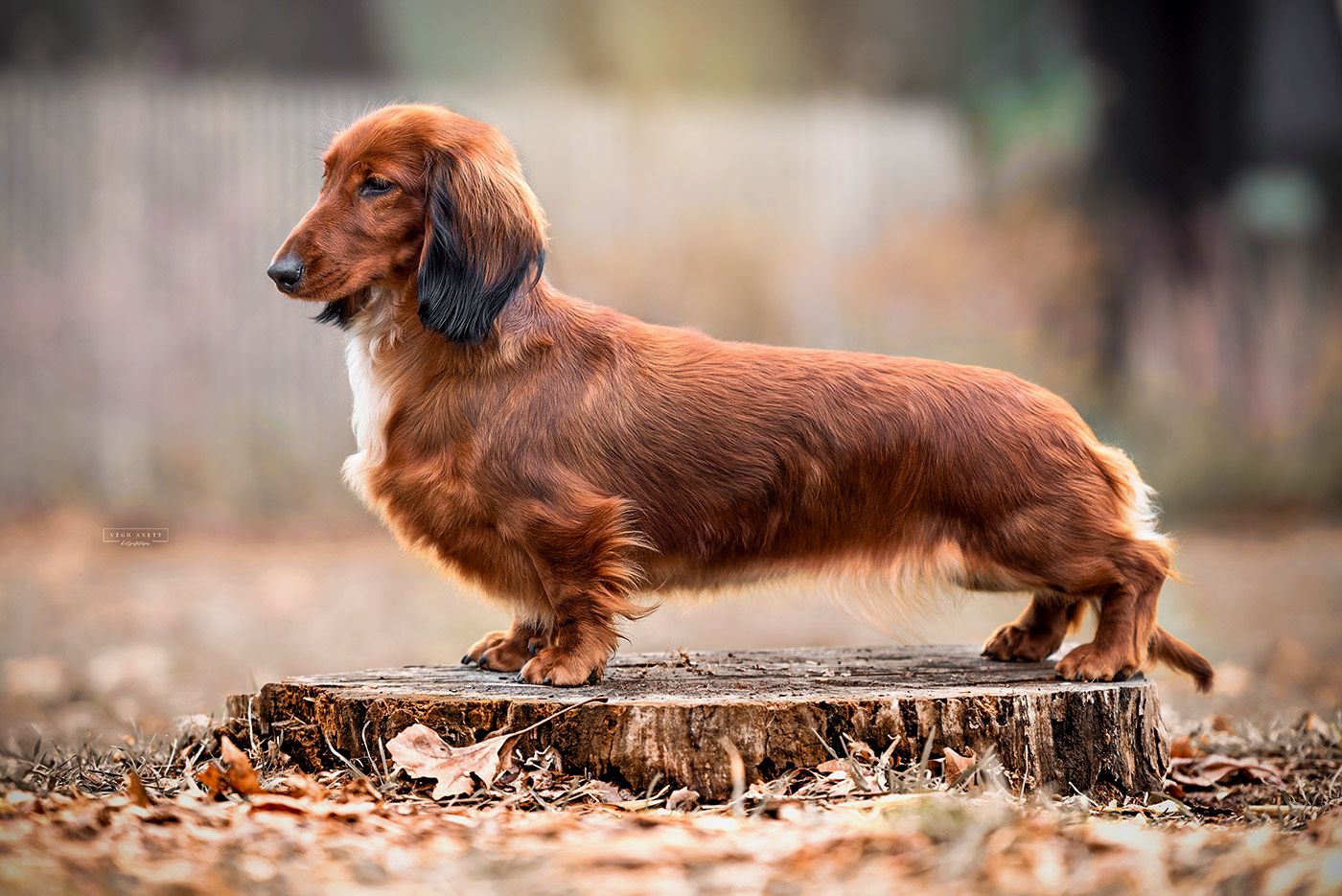 Valleydachs Íris