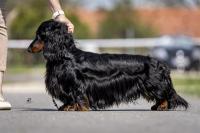 Gallery image 17 about Valleydachs Woggie