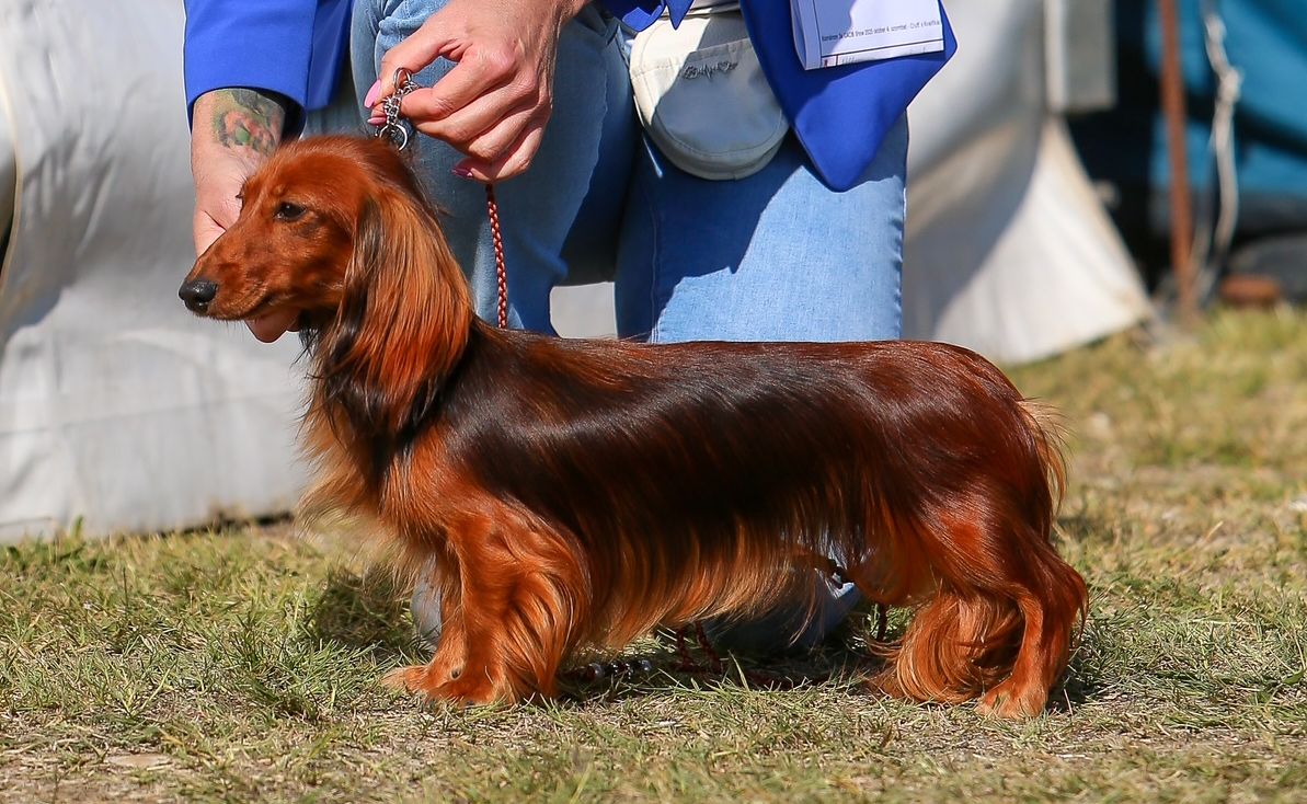 Merida Marziene Gabrisy