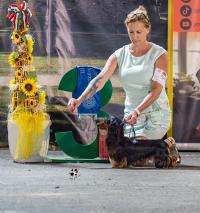 Gallery image 19 about JEUW. Valleydachs Joey