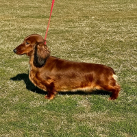 Gallery image 5 about Valleydachs Íris