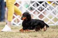 Gallery image 18 about JEUW. Valleydachs Joey