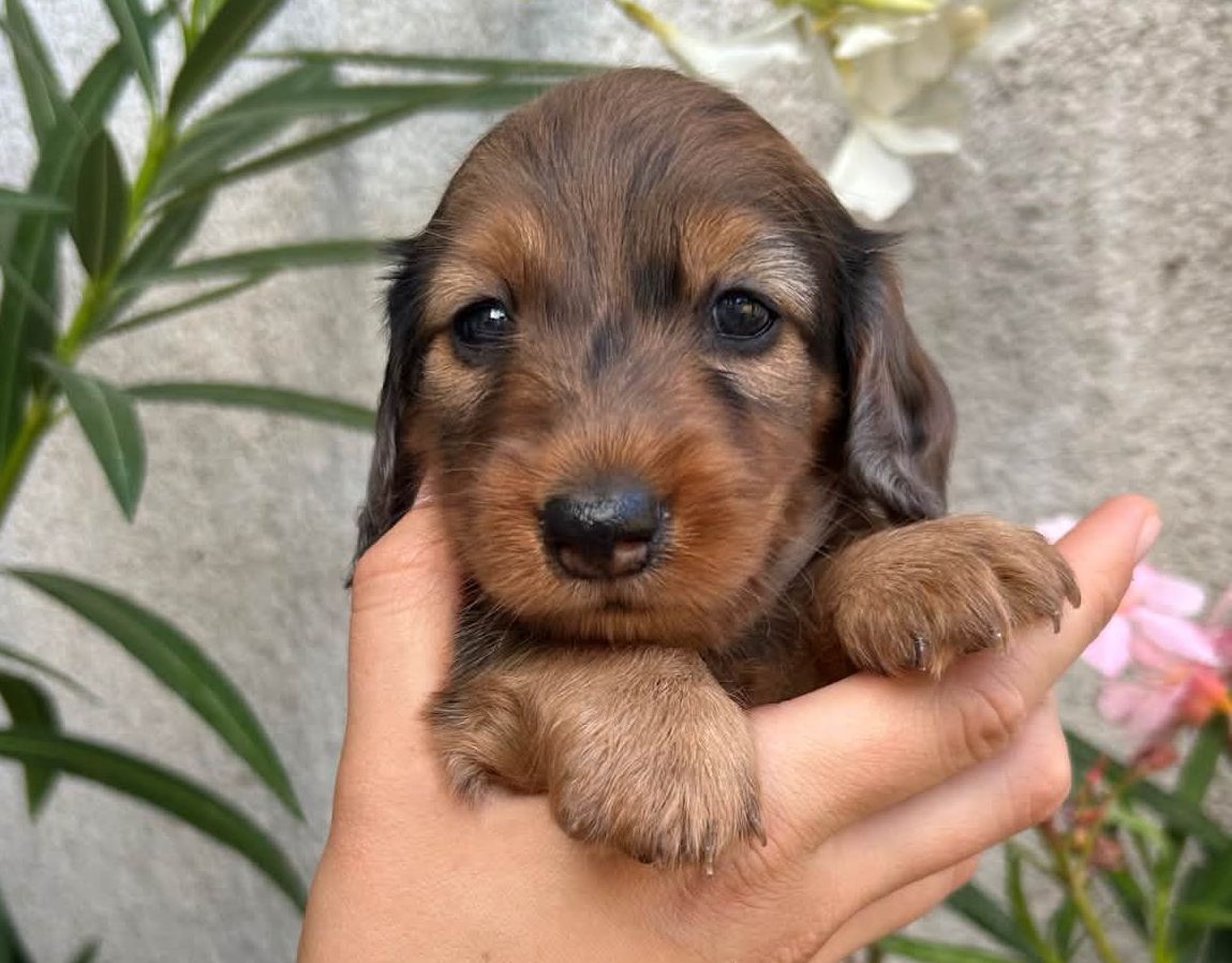 Valleydachs Chirimoya