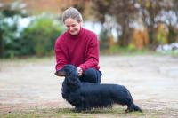 Gallery image 3 about Valleydachs Ophelia