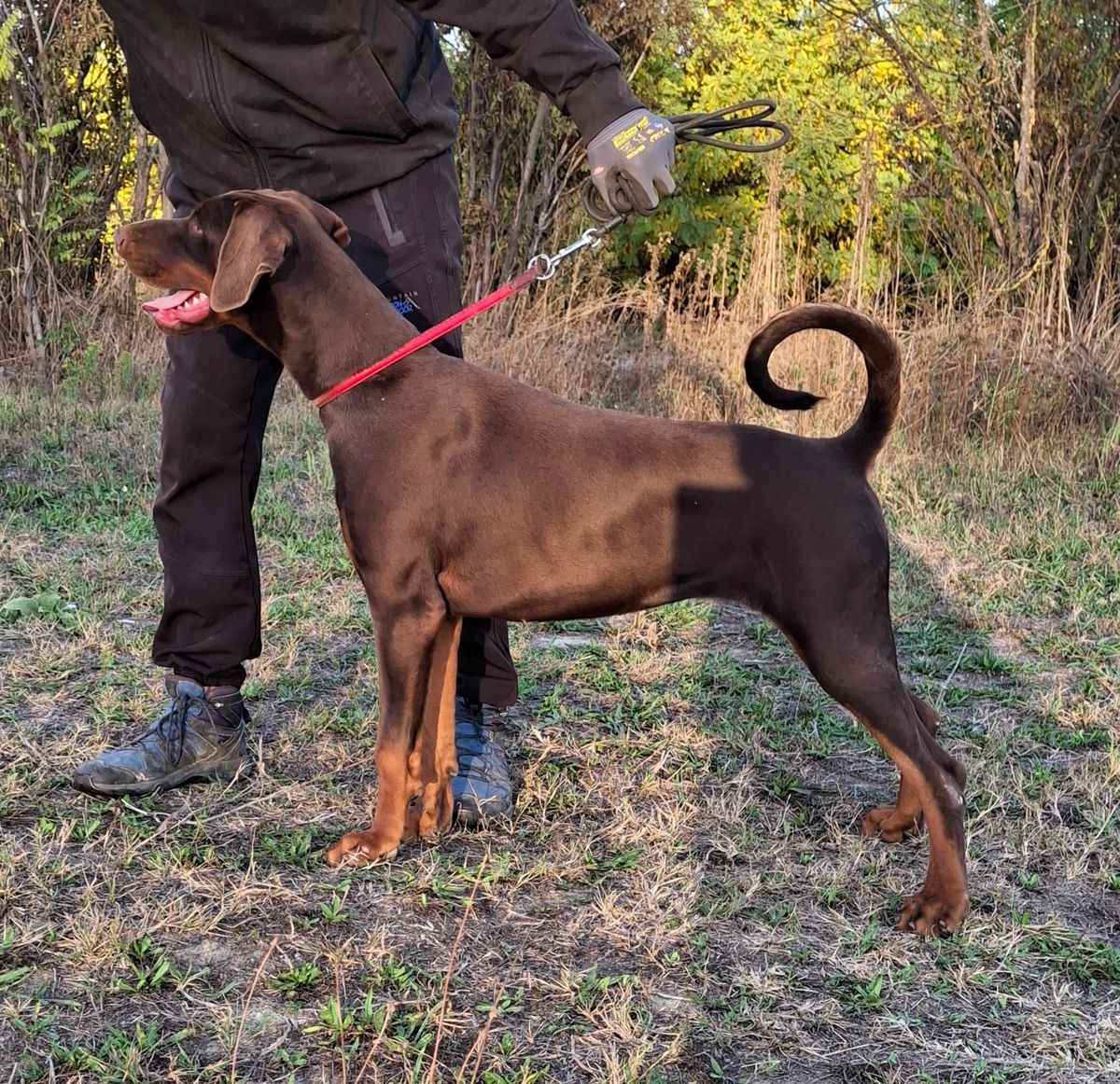 OCTAVIA 10 months