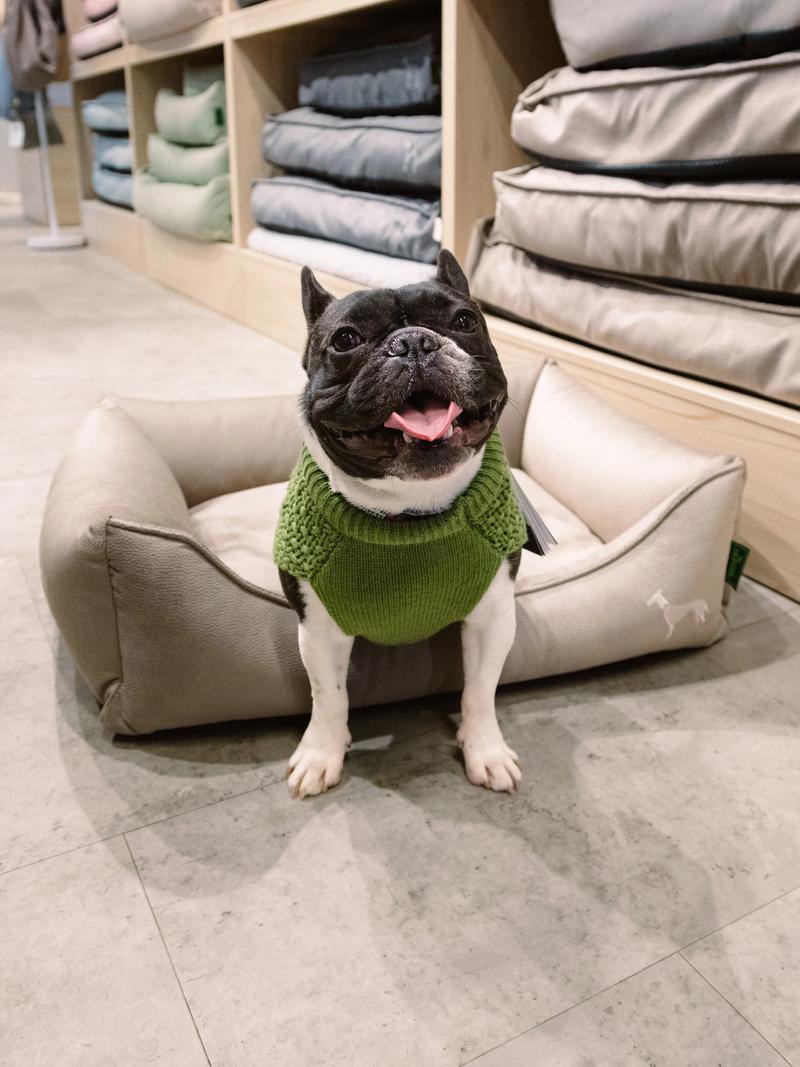 Ta med hunden på spa hos Hunter