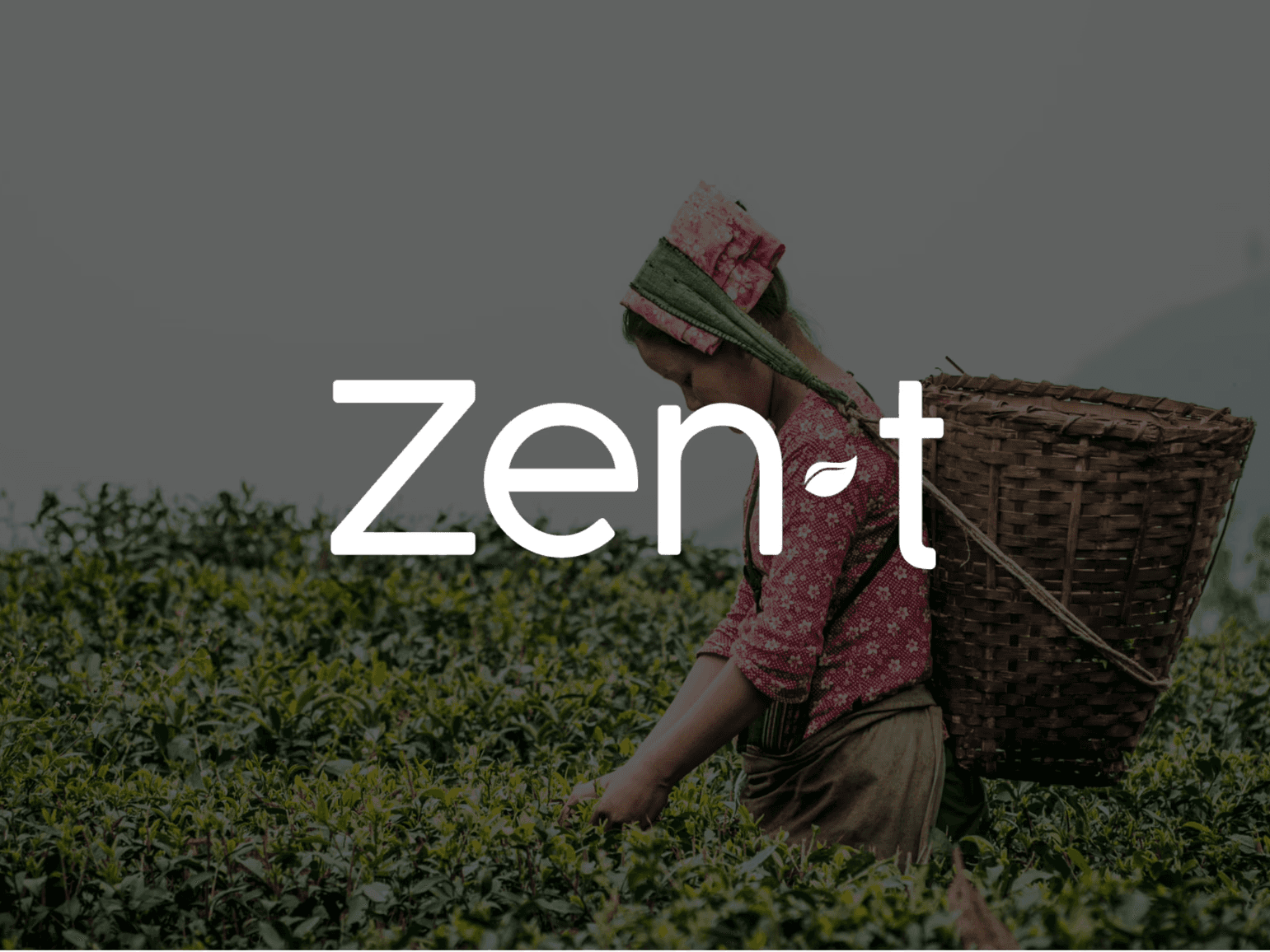 Zen T — Zen T