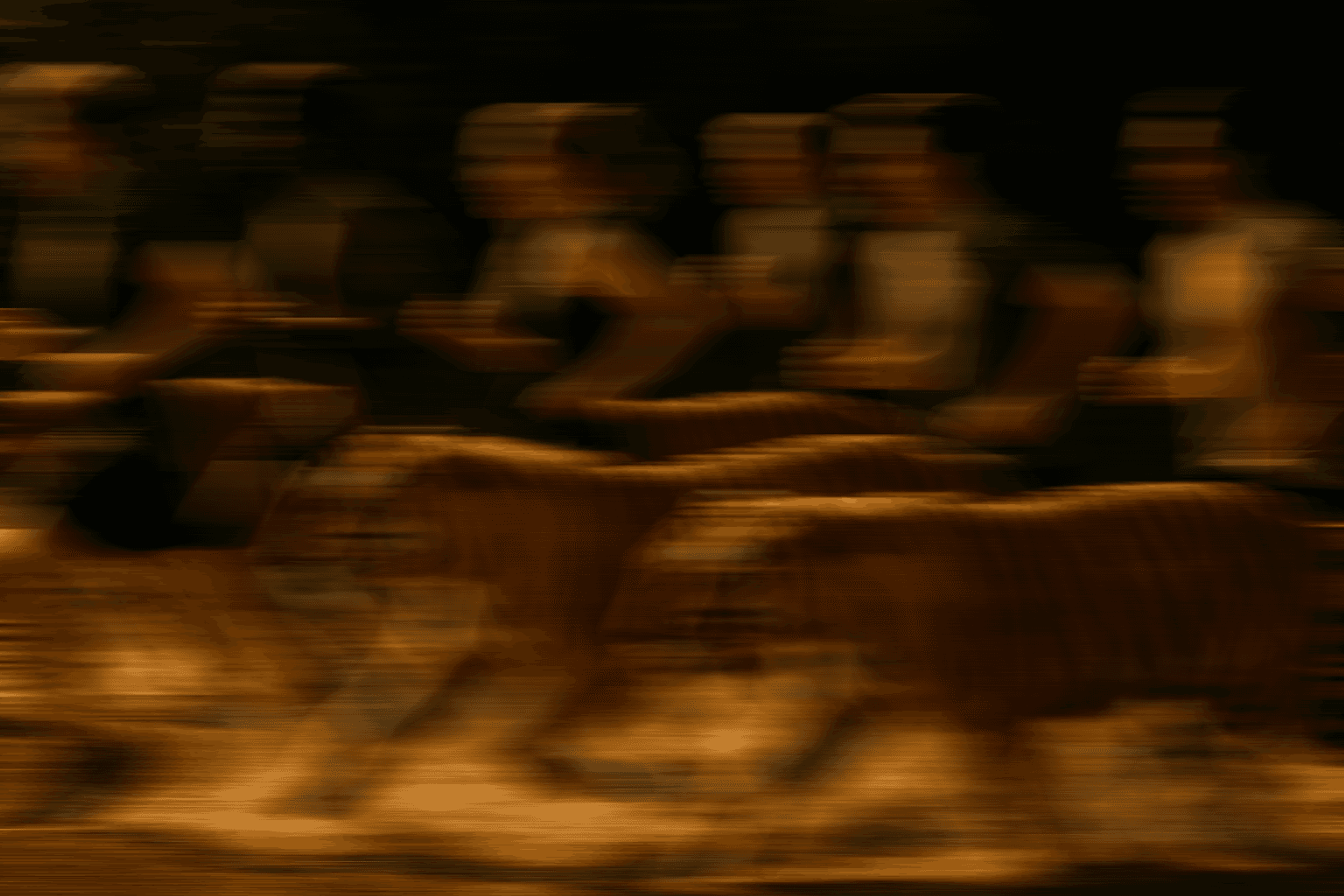 Tiger Pace 1