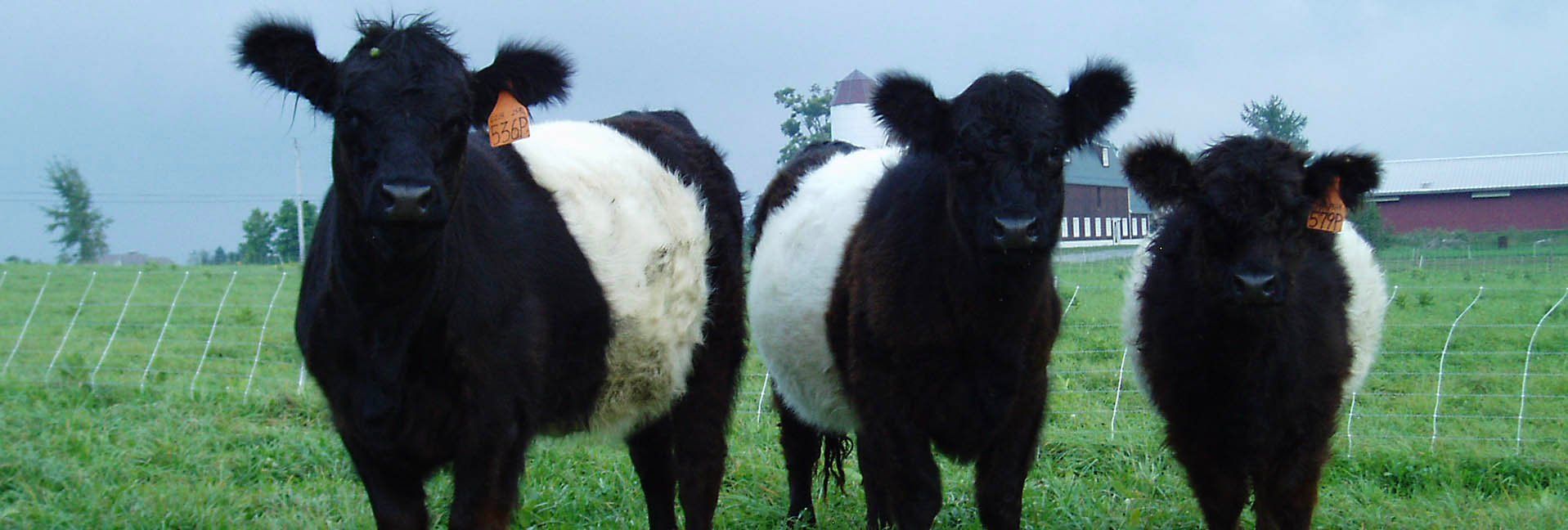 What’s Black-And-White And Loved All Over? Belted Galloways, the Oreo cookie cow