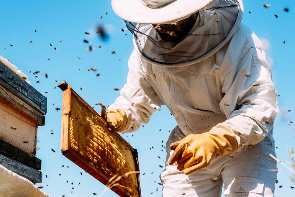Top Tips for Beginning Beekeepers