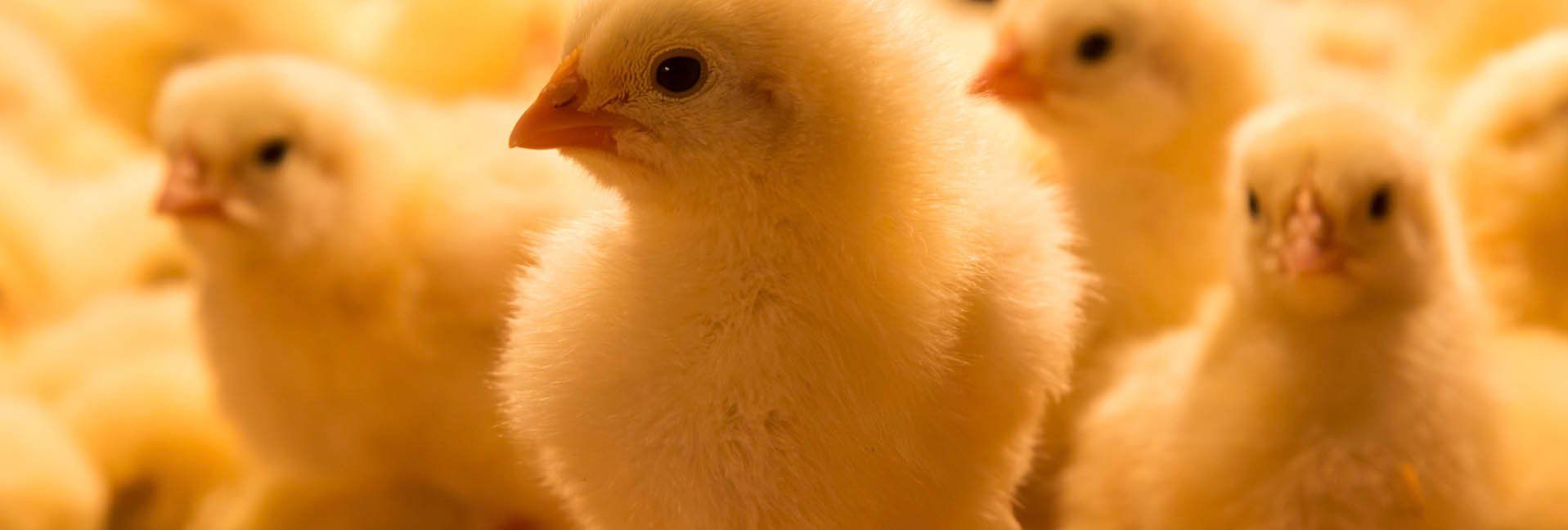 A Homemade Brooder - Setting one up is easier than you think