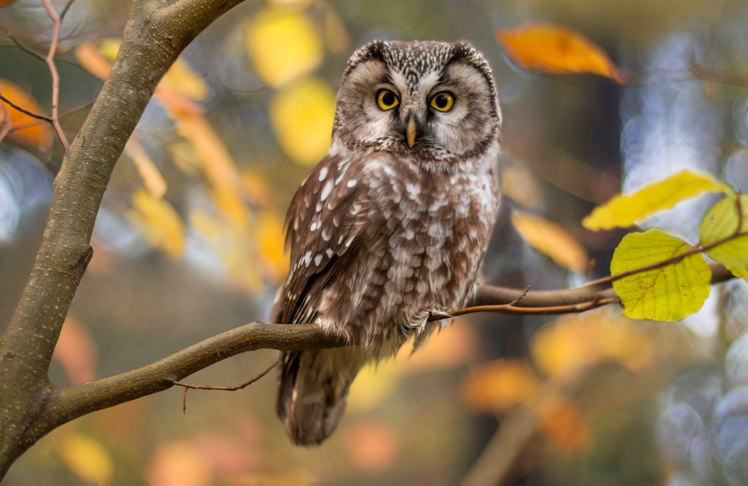 How Owls Help Control Pests on the Farm