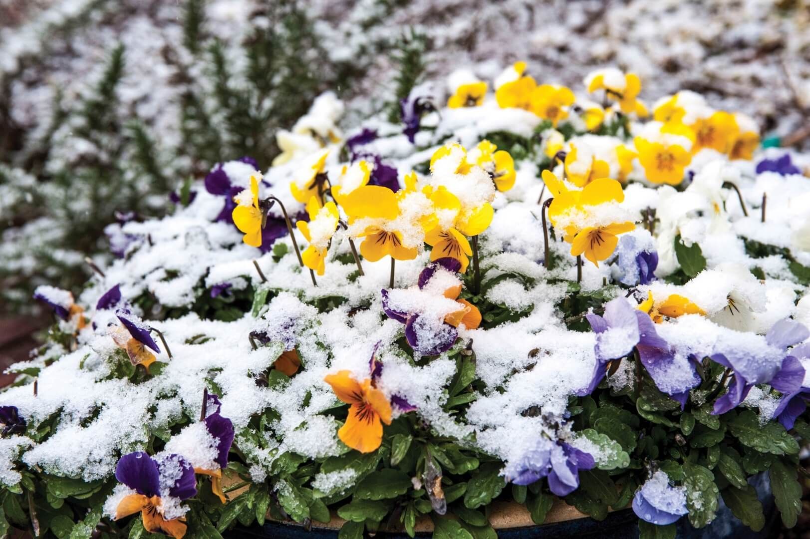 Hardy Plants that Thrive in Cold Weather