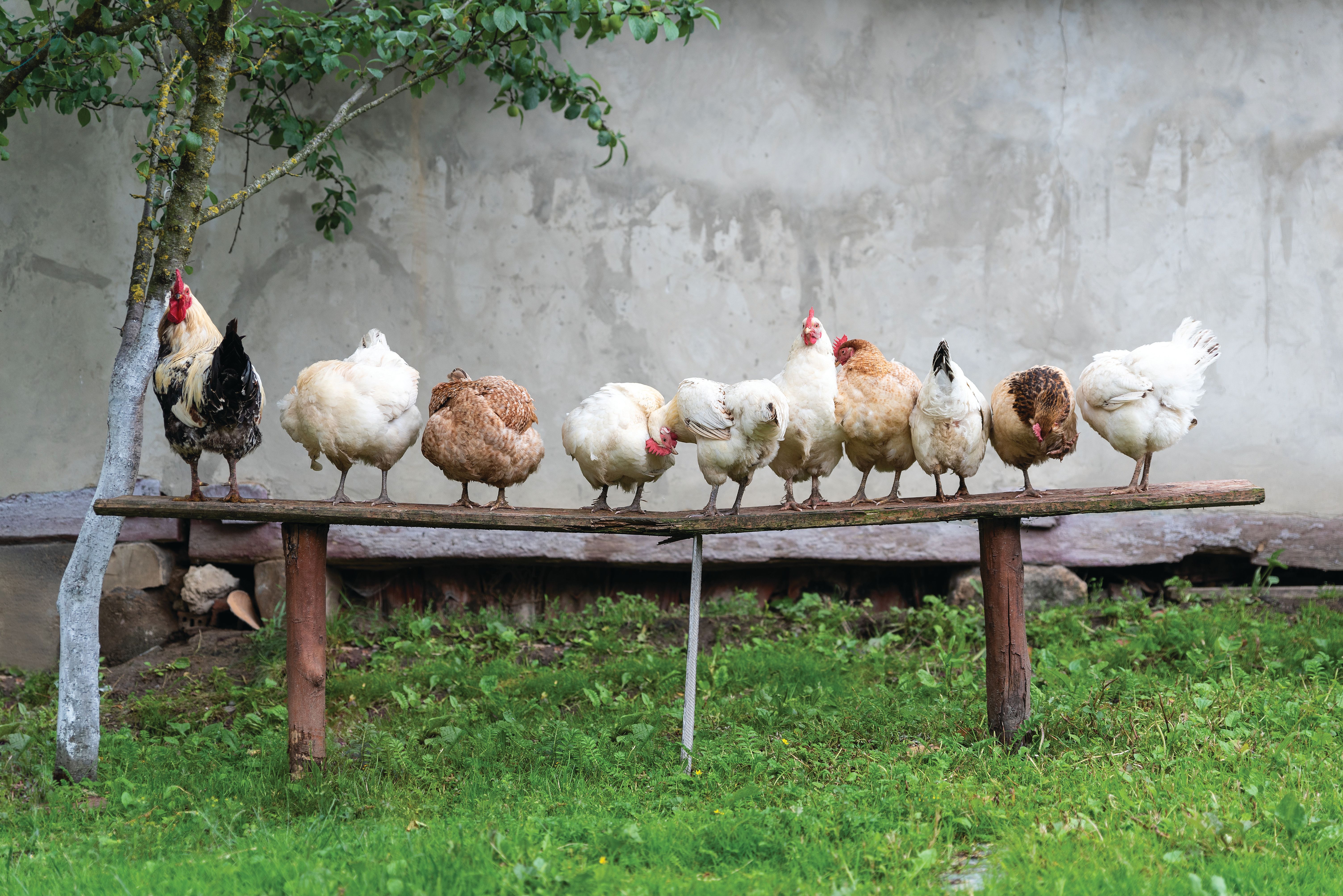 Maintaining Health in Your Mixed Poultry Flock