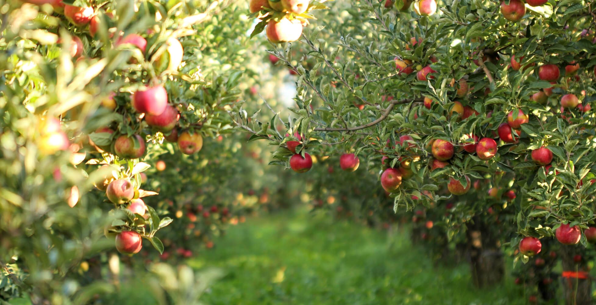 The Apple of Our Eye