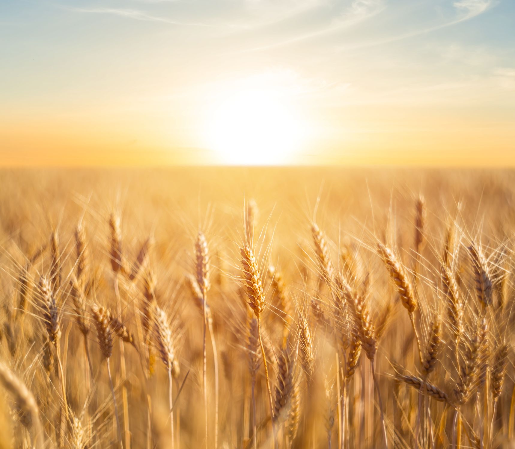 Four myths about wheat, busted