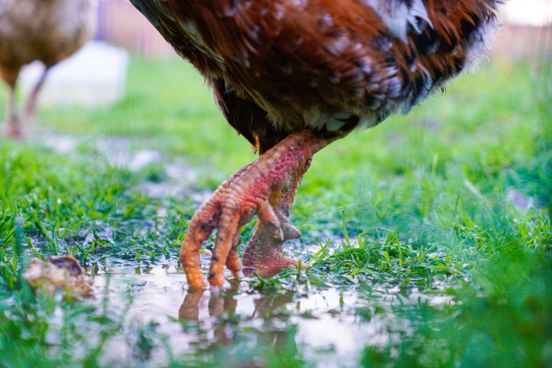 Preventing Standing Water Around Your Coop Without Major Construction