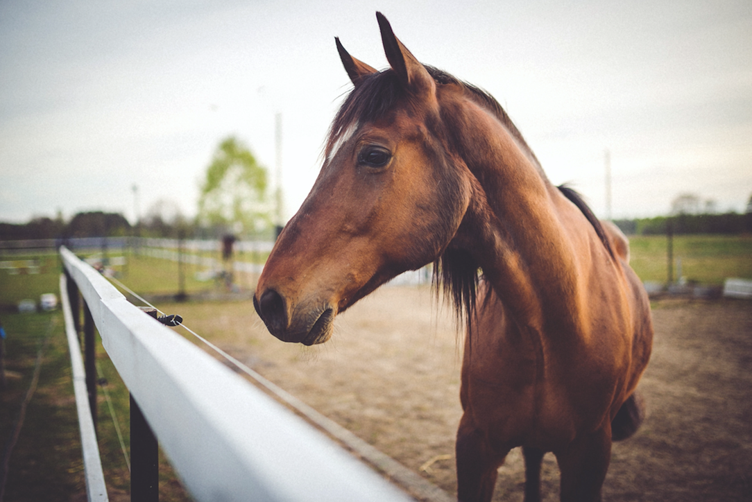 5 Ways Horses Increase Happiness