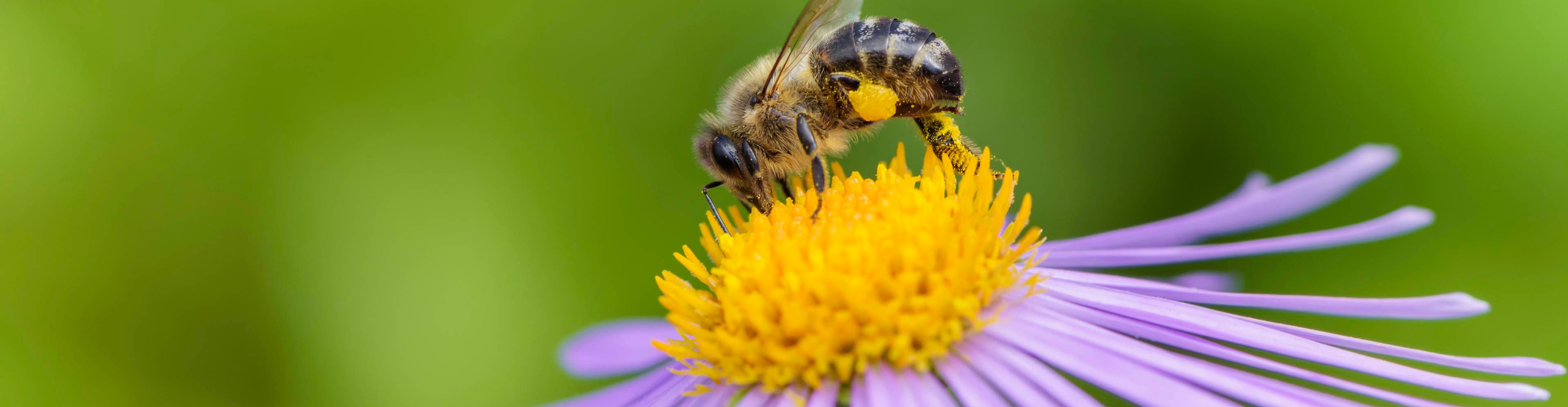 Attracting Pollinators-Important for more than flowers