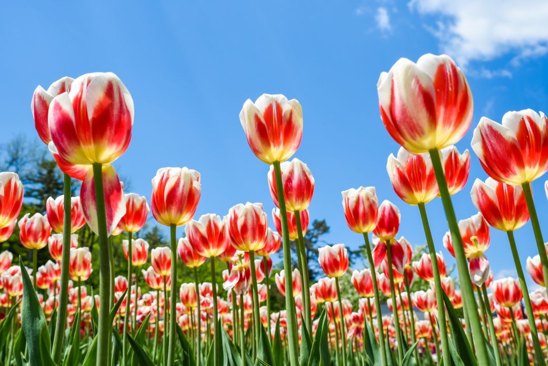 Fall in Love With Tulips