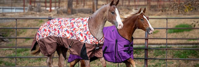 Important Horse Blanketing Basics