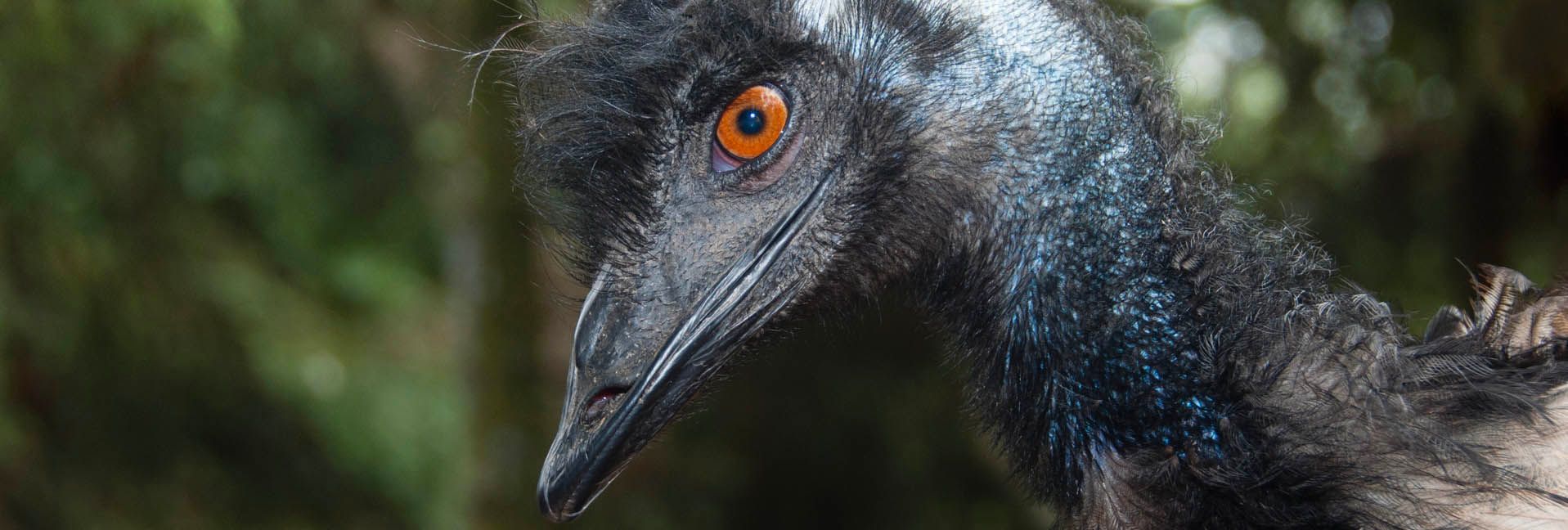 Six Reasons To Keep Emus - ‘Tastes like chicken’ isn’t one of them