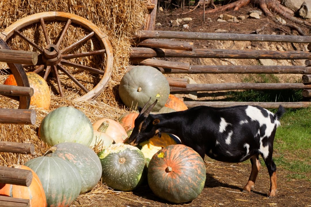 Howl-oween on the Homestead