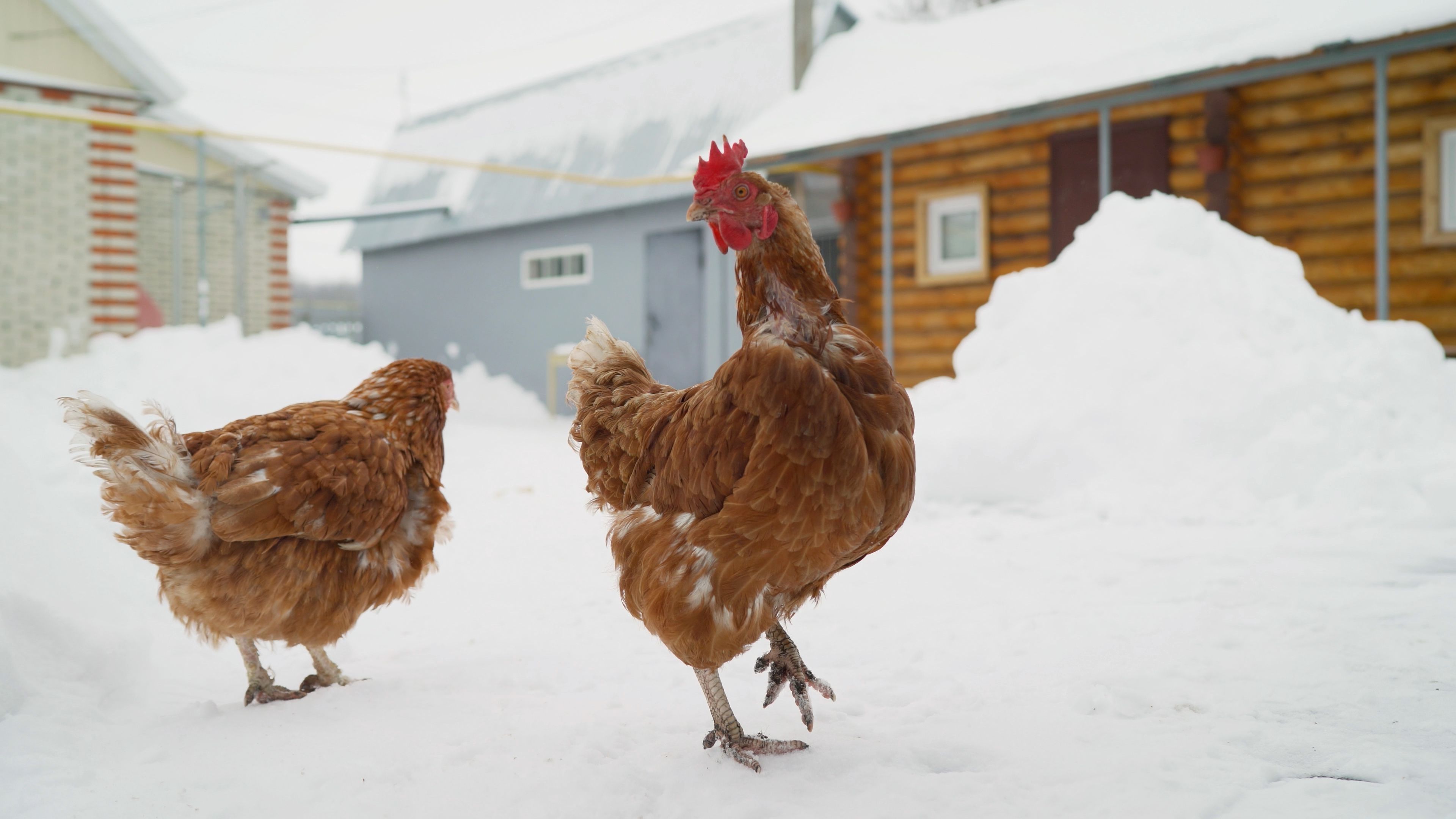 Freeze Warning for Your Flock