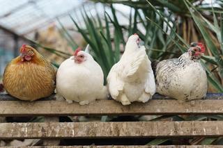 How to Care for a Sick Chicken