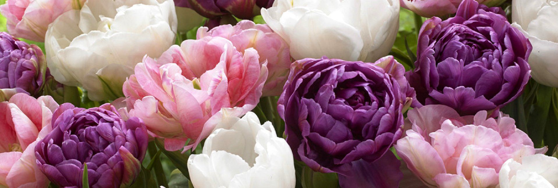 Plant Bulbs Now for Outrageous Spring Blooms