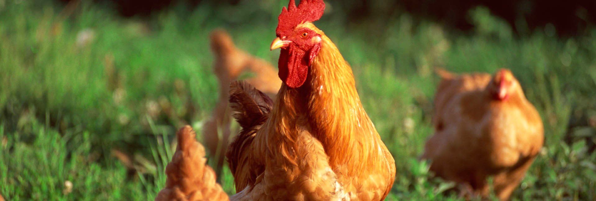 Backyard For A Reason - The dangers of handling poultry