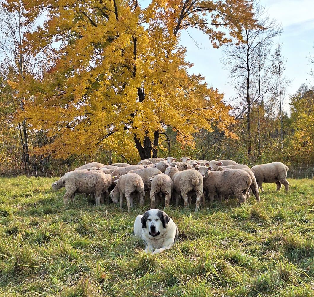Livestock Guardian Dogs into  Modern Predator  Management Systems
