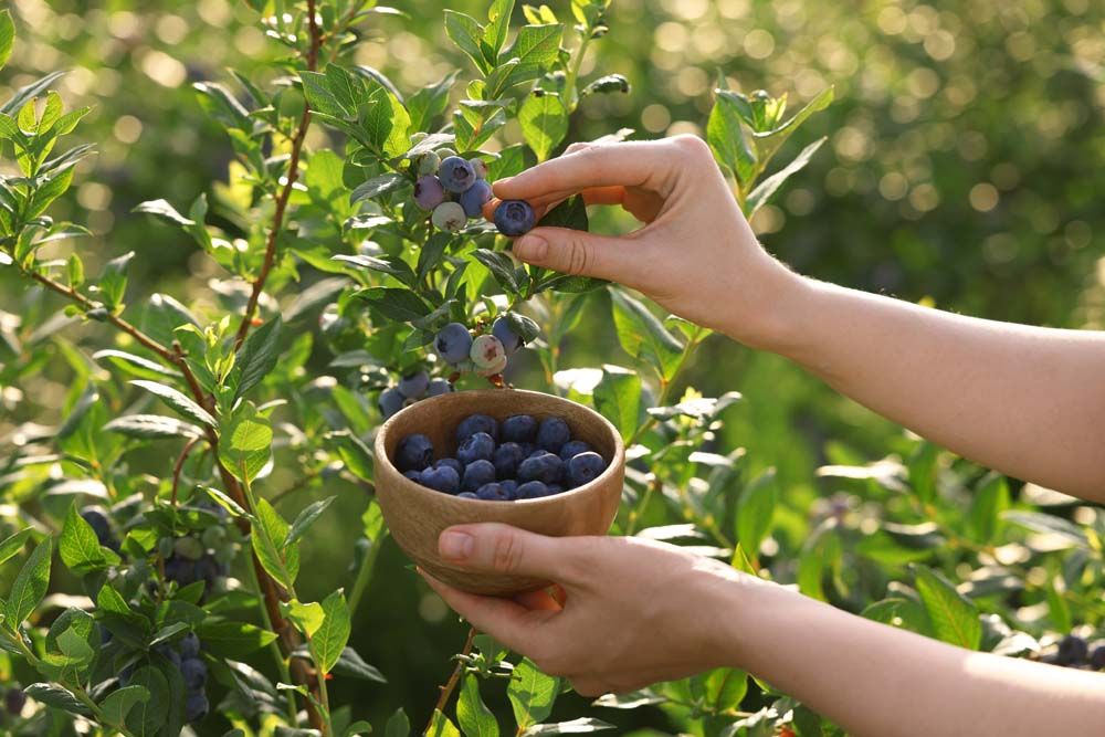Growing Blueberries: 4 Essential Tips to Get Started