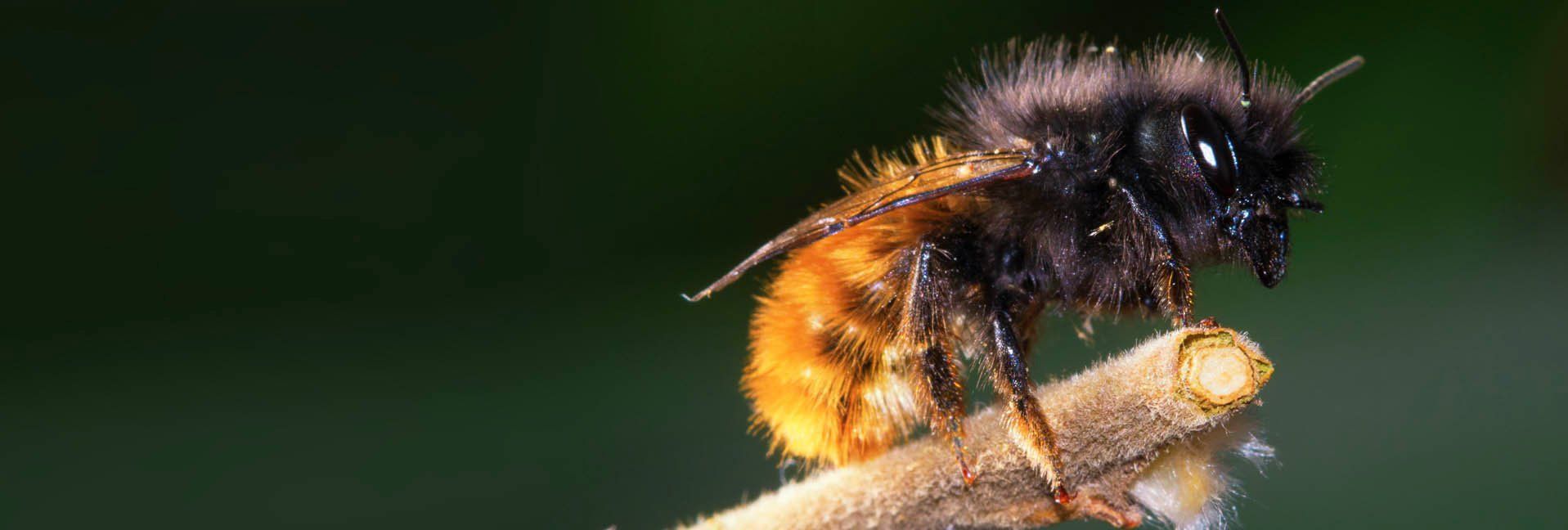 3 Easy Ways to Help Mason Bees