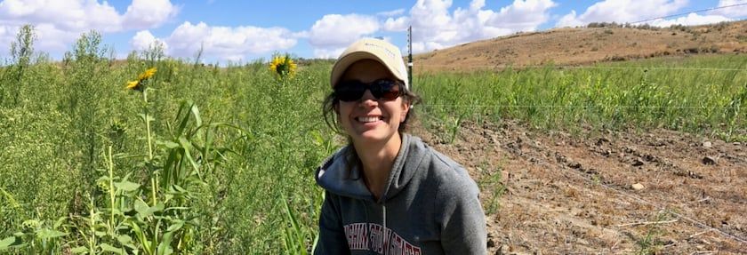 Cover Crop Revitalizes Dryland Farming