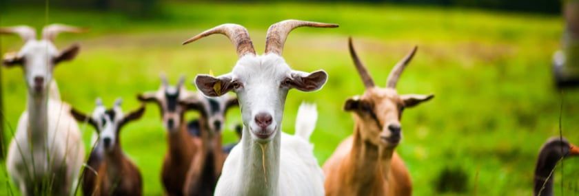 How Smart Are Goats, Really?