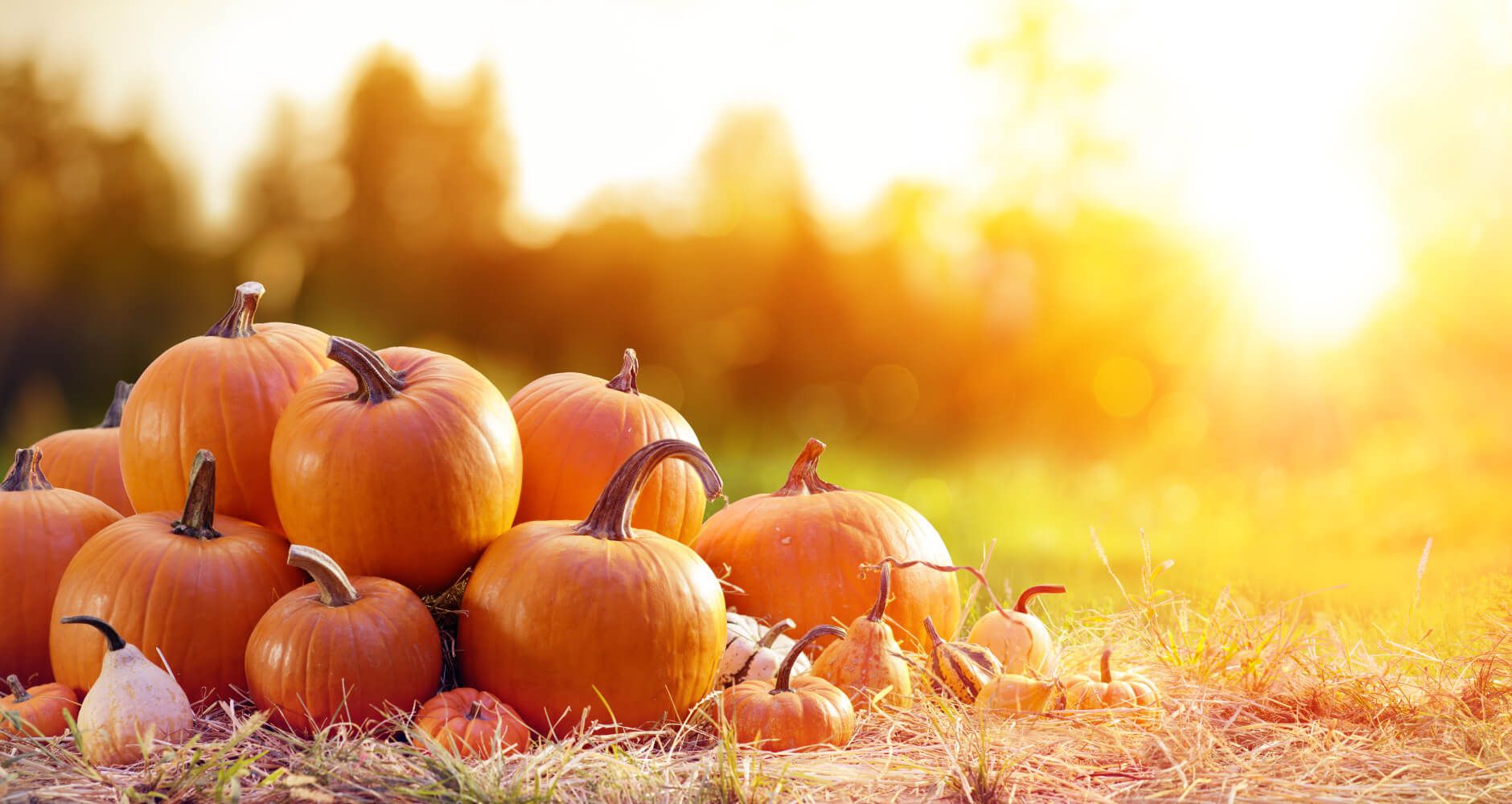 Farmhouse Fall is in Full Swing