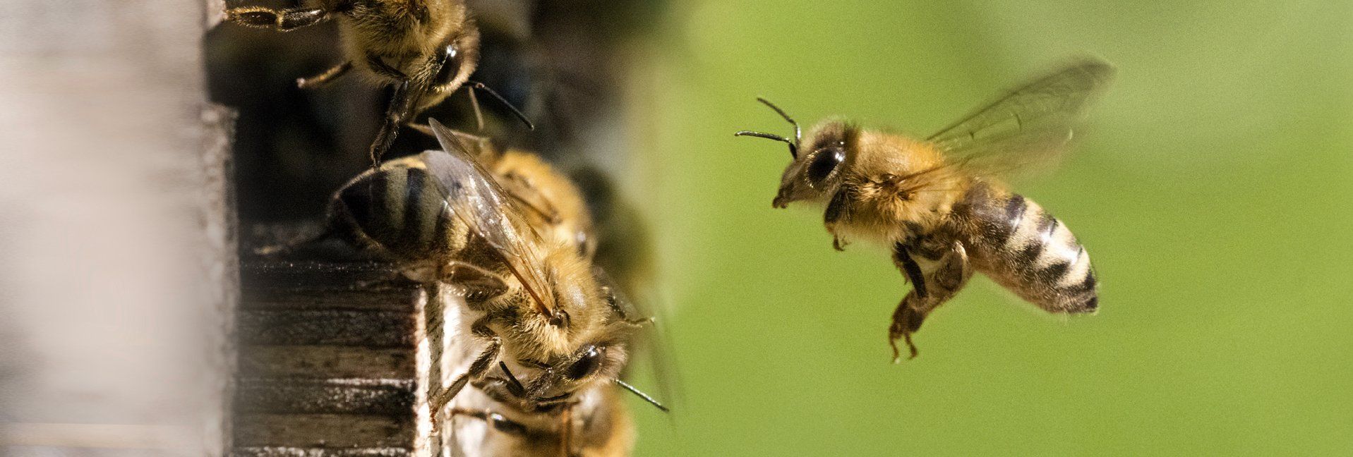 7 Steps to Catching a Bee Swarm