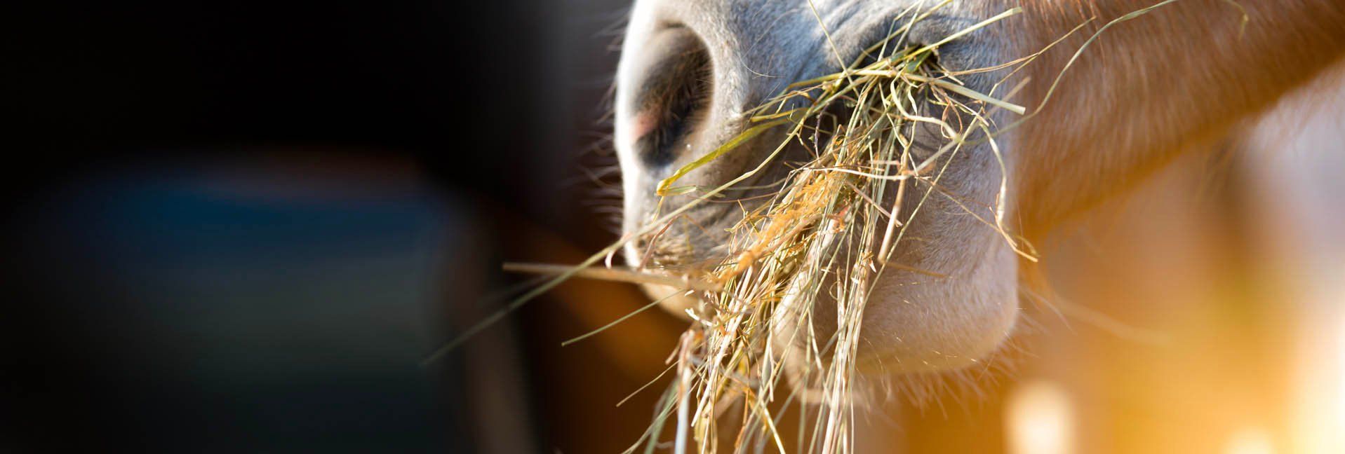 What the Hay? Stocking the hay barn with your senses
