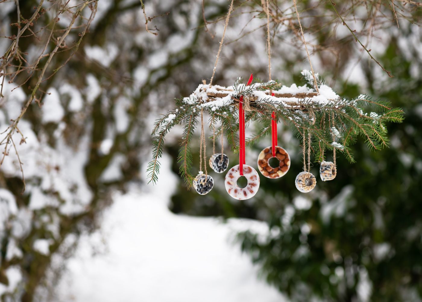 Winter Feeder Fun for Families