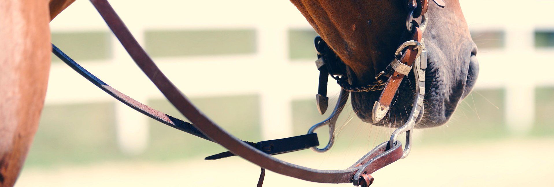 When it comes to halters, is there a right and wrong?
