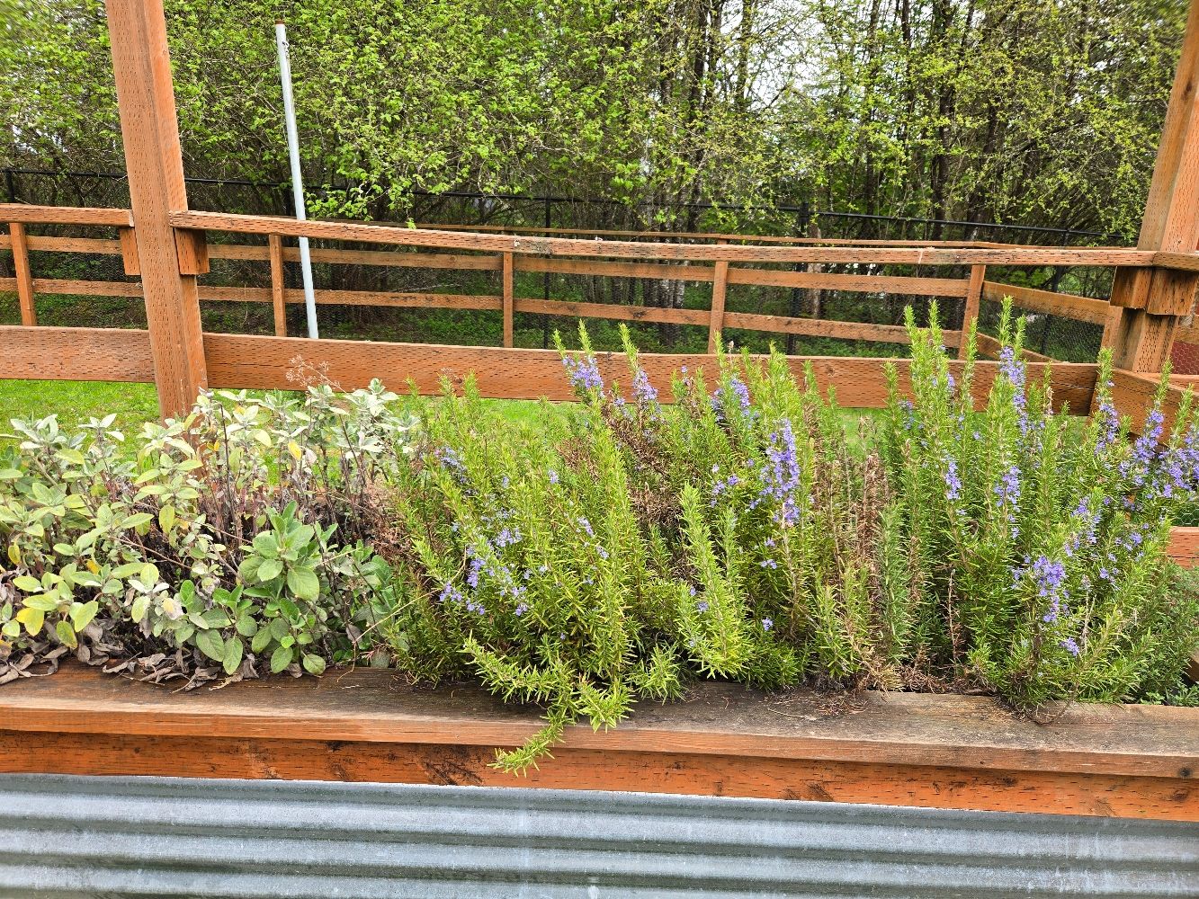 The Perfect Summer (Herb) Garden