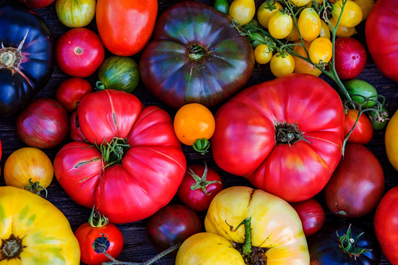 The Allure of  Heirloom Tomatoes
