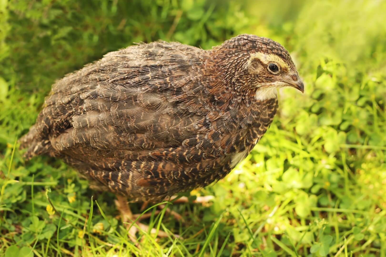 Raising Coturnix Quail in Rural Spaces