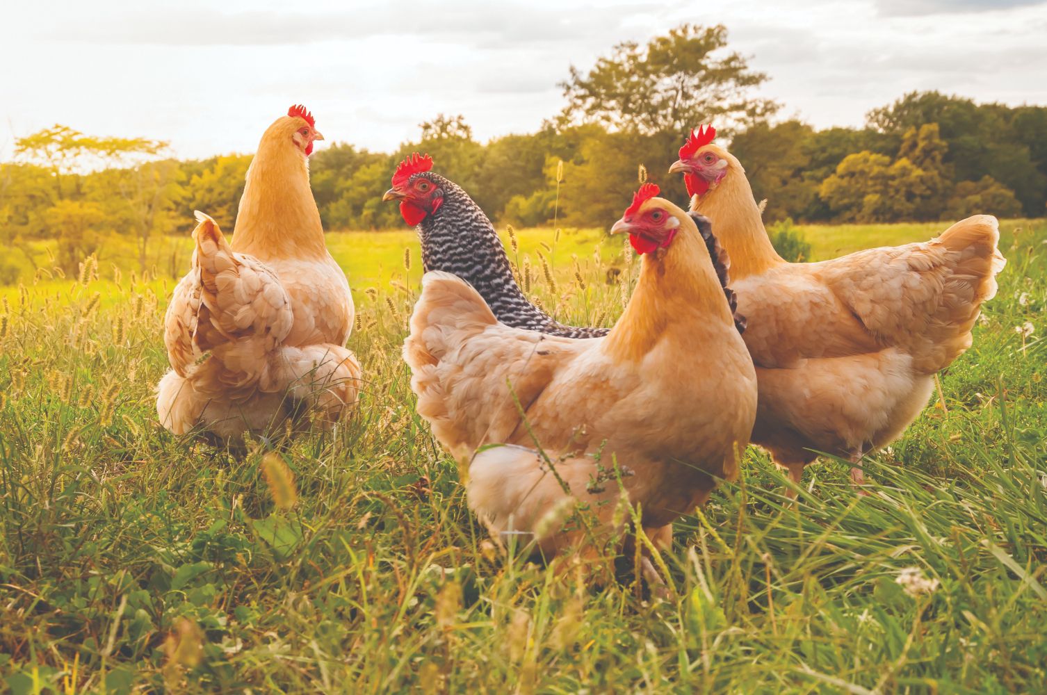 How to Identify, Treat and Prevent Northern Fowl Mites in Chickens